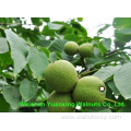 Factory Price Bulk packing Walnut Kernels Light Pieces